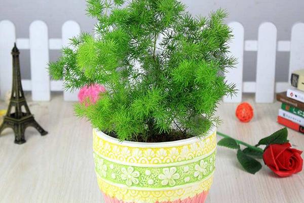 蓬萊松葉子發黃怎么辦 蓬萊松怎么澆水（多久澆一次）