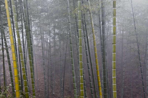 竹子葉子發黃怎么辦 竹子怎么施肥