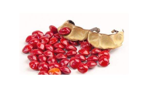 海紅豆有毒嗎 海紅豆手鏈可以長期佩戴嗎