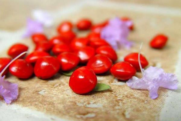 海紅豆有毒嗎 海紅豆手鏈可以長期佩戴嗎