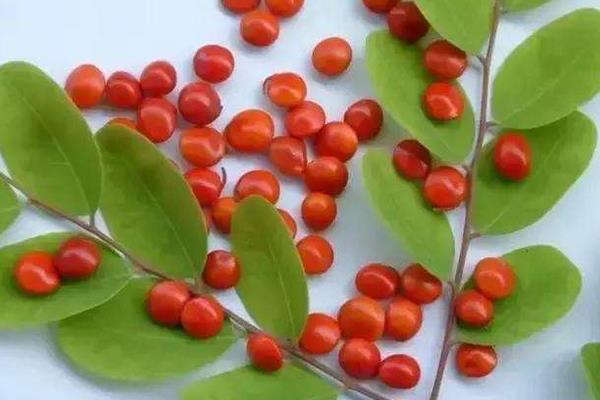 海紅豆有毒嗎 海紅豆手鏈可以長期佩戴嗎