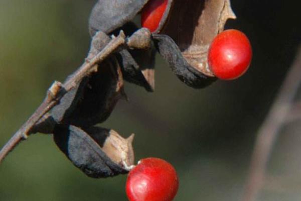 海紅豆有毒嗎 海紅豆手鏈可以長期佩戴嗎