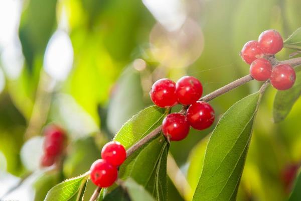 海紅豆有毒嗎 海紅豆手鏈可以長期佩戴嗎
