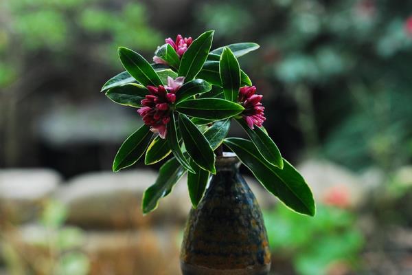 瑞香怎么澆水（多久澆一次） 瑞香怎么施肥