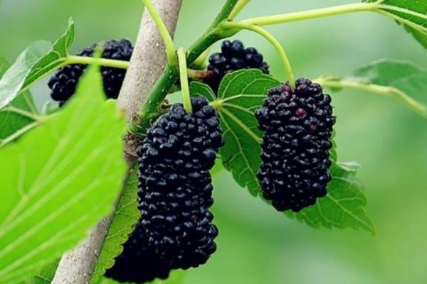 桑樹怎么種植 桑樹種植方法與注意事項