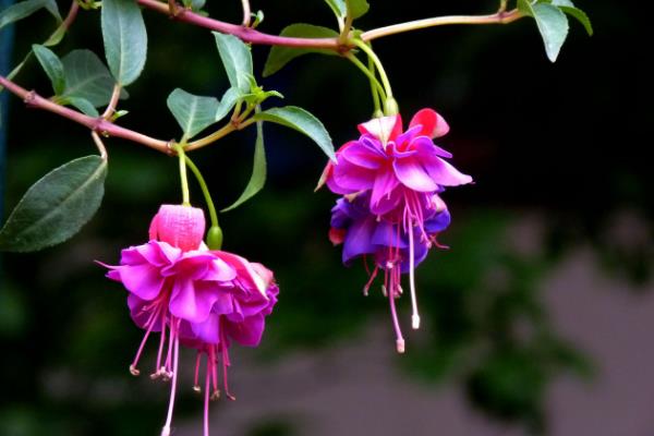 寶蓮燈花有毒嗎 寶蓮燈花能放在室內臥室嗎