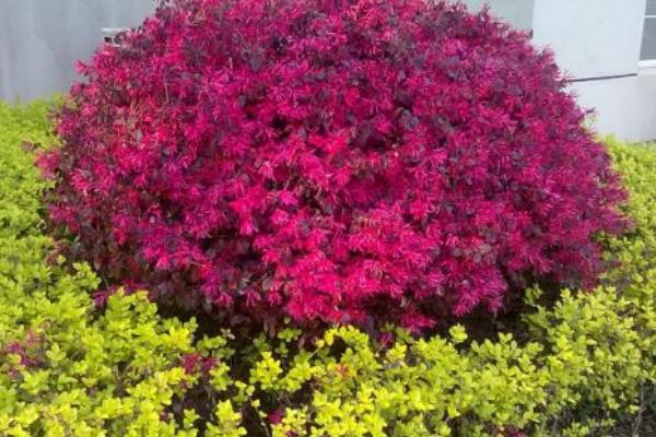 紅花繼木市場價格多少錢一棵 紅花繼木的價值有哪些