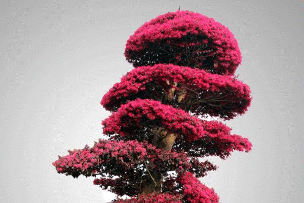 紅花繼木市場價格多少錢一棵 紅花繼木的價值有哪些