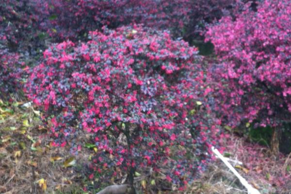 紅花繼木市場價格多少錢一棵 紅花繼木的價值有哪些