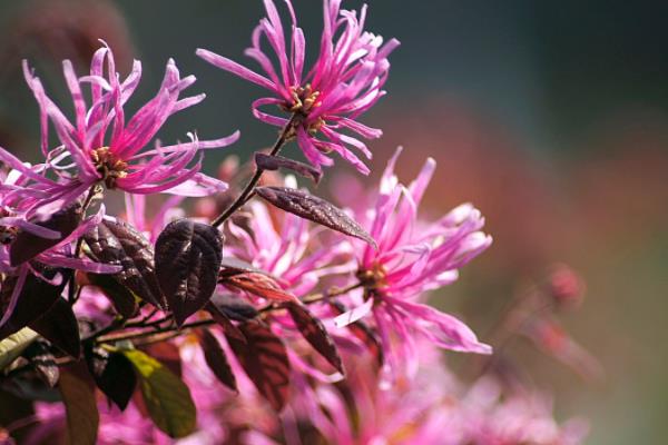 紅花繼木市場價格多少錢一棵 紅花繼木的價值有哪些