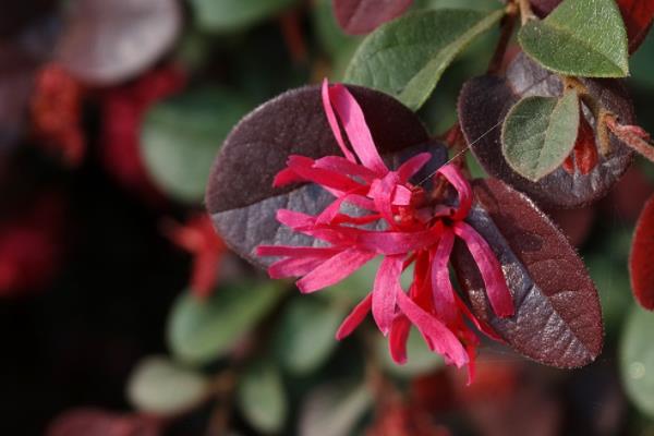 紅花繼木市場價格多少錢一棵 紅花繼木的價值有哪些