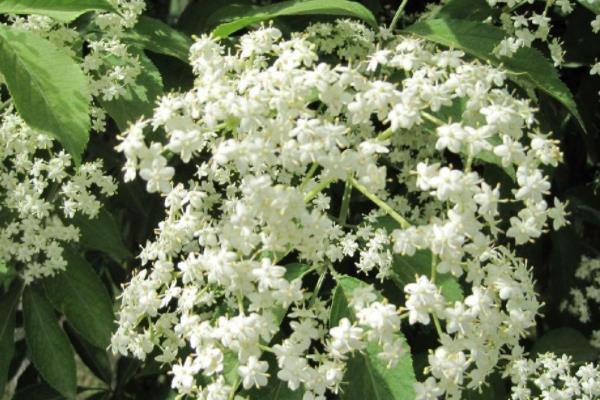 接骨木功效與作用及禁忌  接骨木藥用價(jià)值