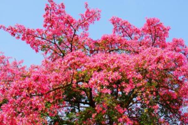 美麗異木棉什么時(shí)候開(kāi)花（花期是幾月） 美麗異木棉花型-