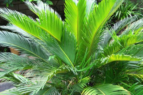 蘇鐵樹怎么養  蘇鐵樹養殖方法與注意事項