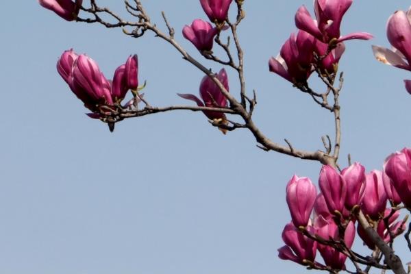 紫玉蘭市場價格多少錢一棵（8公分、10公分、15公分等） 紫玉蘭的經濟價值有哪些