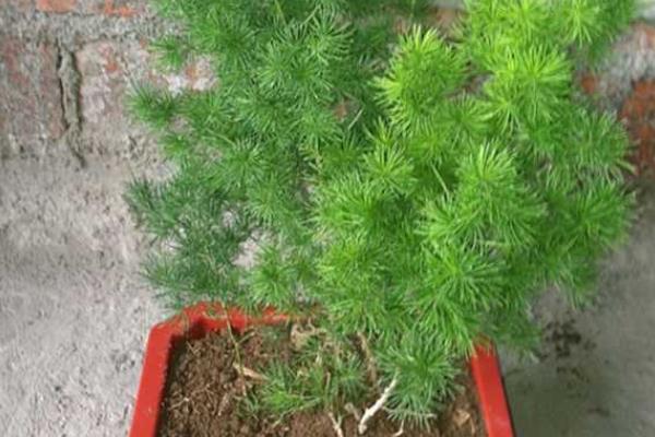 蓬萊松盆景怎么制作 盆栽蓬萊松怎么造型好看