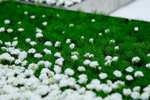 蓬萊松盆景怎么制作 盆栽蓬萊松怎么造型好看