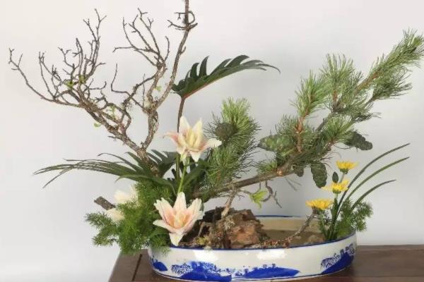 蓬萊松盆景怎么制作 盆栽蓬萊松怎么造型好看