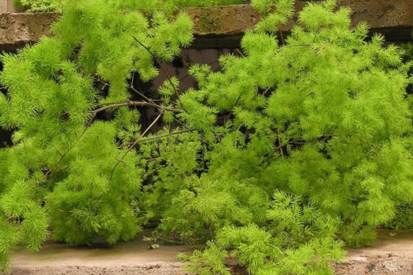 蓬萊松盆景怎么制作 盆栽蓬萊松怎么造型好看