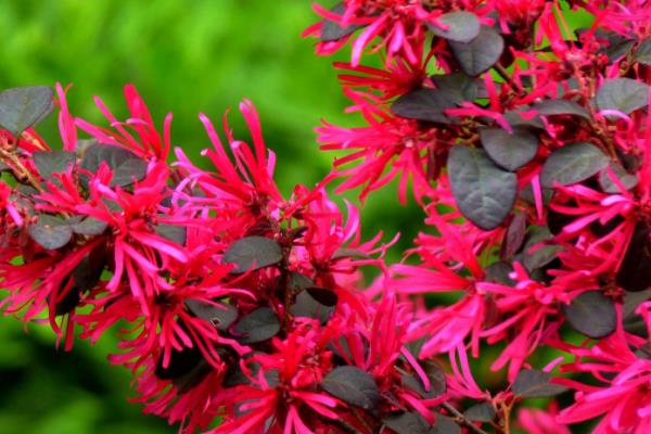紅花繼木為什么是紅葉子  紅花繼木主要價值