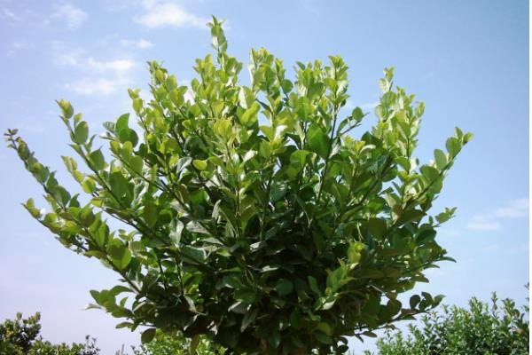 黃楊盆景市場價格多少錢一盆 黃楊盆景的觀賞價值