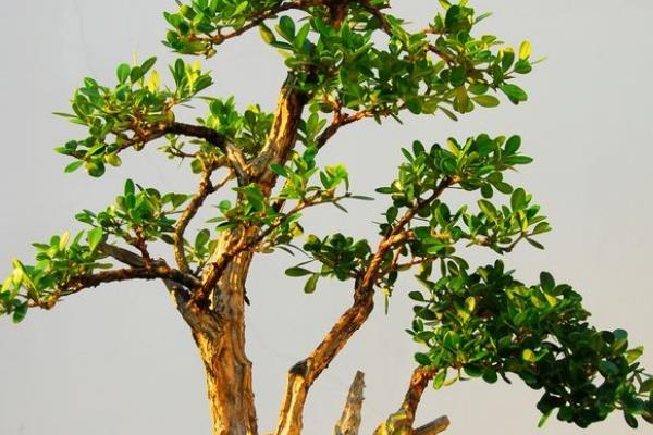 黃楊盆景怎么澆水 黃楊盆景葉子變黃怎么辦