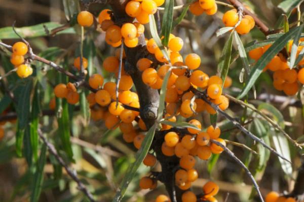 沙棘粉功效與作用  沙棘粉怎么吃