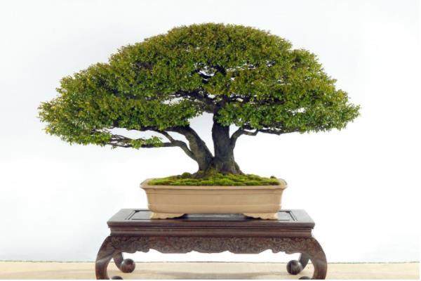 盆栽小葉紫檀怎么養長得快 小葉紫檀盆景養殖方法與注意事項