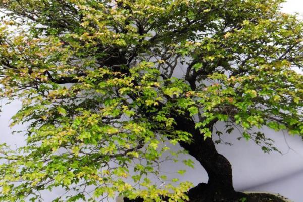 盆栽小葉紫檀怎么養(yǎng)長(zhǎng)得快 小葉紫檀盆景養(yǎng)殖方法與注意事項(xiàng)