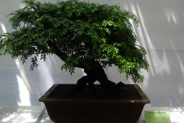 盆栽小葉紫檀怎么養(yǎng)長(zhǎng)得快 小葉紫檀盆景養(yǎng)殖方法與注意事項(xiàng)