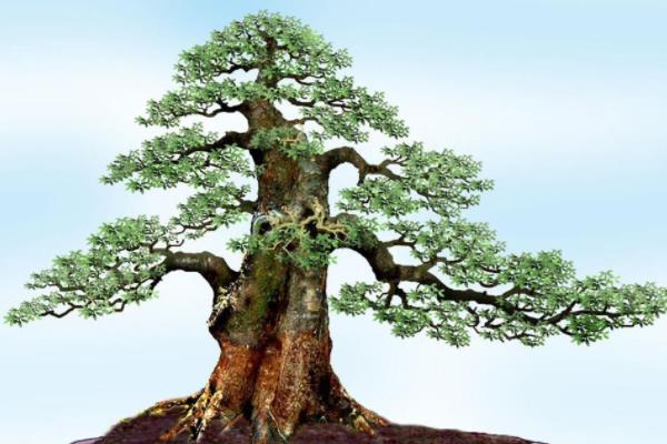 盆栽小葉紫檀怎么養(yǎng)長(zhǎng)得快 小葉紫檀盆景養(yǎng)殖方法與注意事項(xiàng)