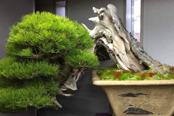 盆栽小葉紫檀怎么養(yǎng)長(zhǎng)得快 小葉紫檀盆景養(yǎng)殖方法與注意事項(xiàng)