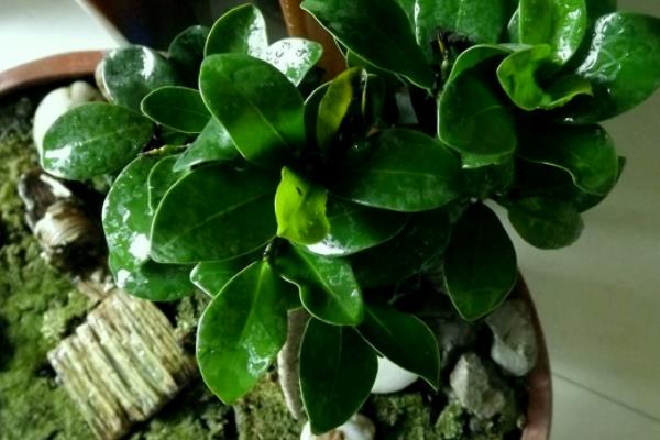 人參榕盆景怎么修剪枝葉 人參榕怎么繁殖