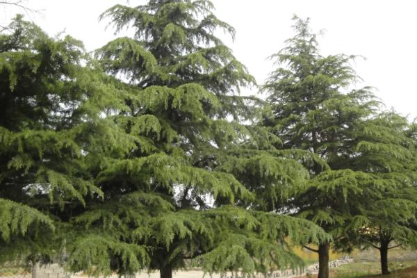 雪松小苗市場價格多少錢一棵(80公分) 雪松的主要價值