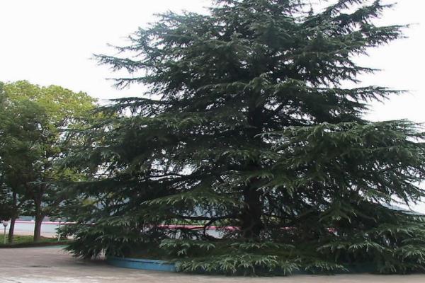 雪松小苗市場價格多少錢一棵(80公分) 雪松的主要價值