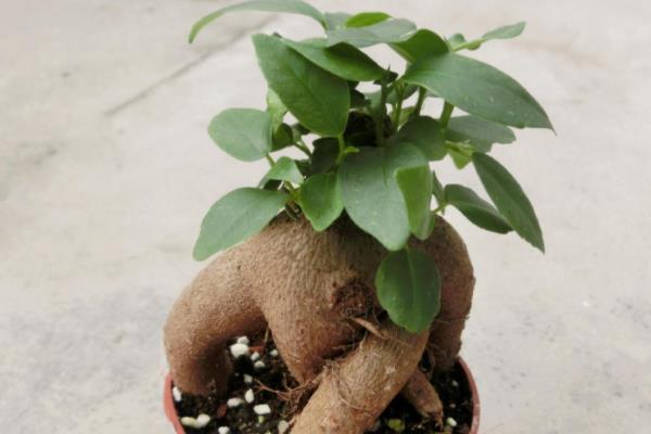 人參榕盆栽怎么澆水 人參榕施肥方法