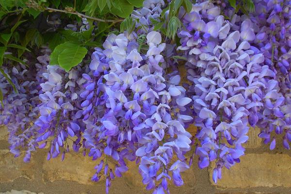 紫藤花怎么修剪枝葉 紫藤花怎么繁殖