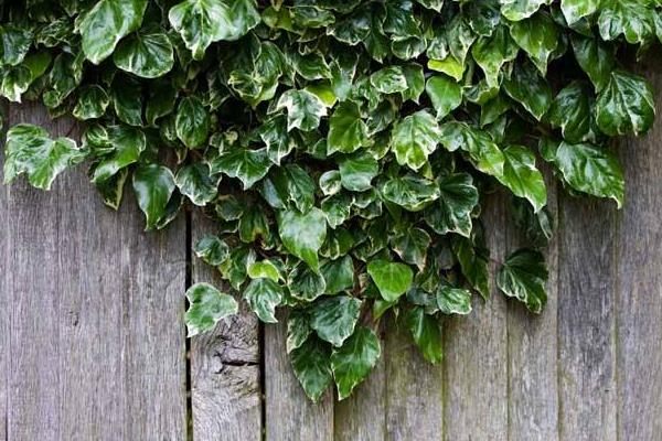 常春藤有毒嗎 常春藤能放在室內(nèi)臥室嗎