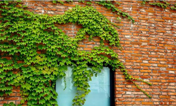 爬山虎怎么種 爬山虎種植方法與注意事項