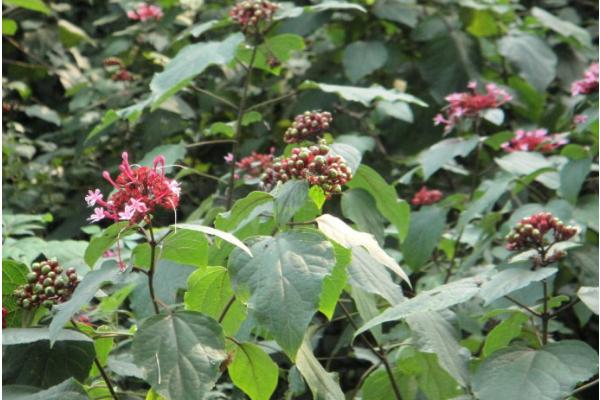 臭牡丹味道有毒嗎 臭牡丹對人有害嗎