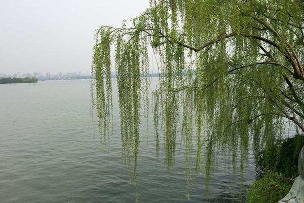 垂柳和旱柳的區別是什么 垂柳繁殖的方法