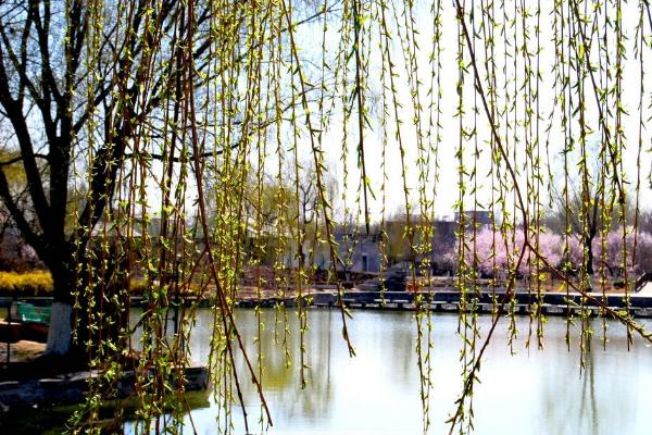 垂柳圖片大全 垂柳靠什么傳播種子