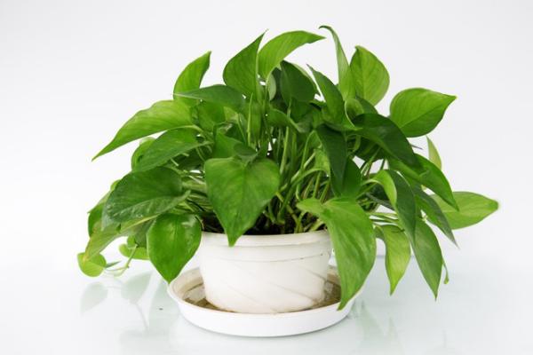 大葉綠蘿葉子發黃怎么辦 大葉綠蘿的養殖方法