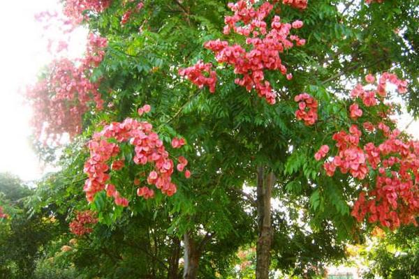 欒樹圖片大全 欒樹什么時候開花（幾月）