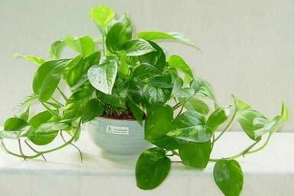 綠蘿吊蘭放臥室好不好 綠蘿吊蘭怎么爬墻