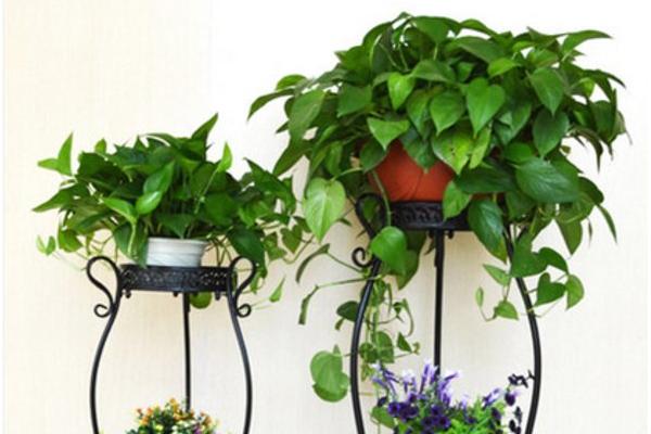 綠蘿吊蘭和綠蘿一樣嗎 綠蘿吊蘭和綠蘿的區別是什么