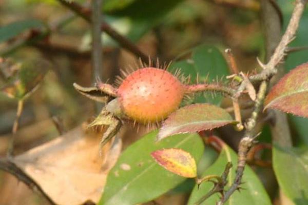 金櫻子市場價格多少錢一斤 金櫻子功效作用