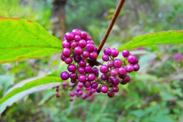 紫珠草的功效與作用及禁忌 紫珠草藥用價(jià)值