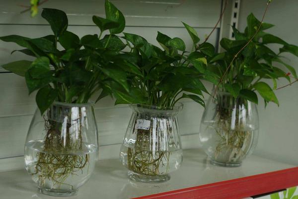 水培綠蘿怎么養長得快 水培綠蘿養殖方法與注意事項