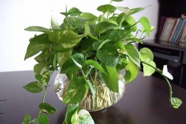 水培綠蘿葉子發黃怎么辦 水培綠蘿水里放什么